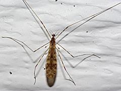 Limoniid Crane Fly